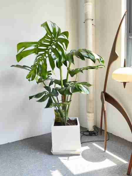 室内绿植摆放风水-室内绿植摆放风水禁忌
